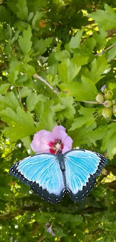 Blue butterfly on a pink flower in a lush green garden setting.