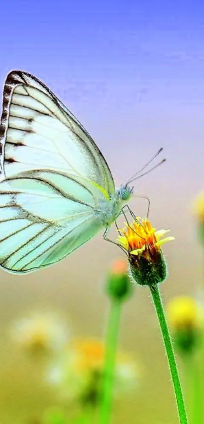 White butterfly on flower with blue sky backdrop.