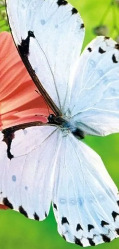 Butterfly on a pink flower with a green background wallpaper.