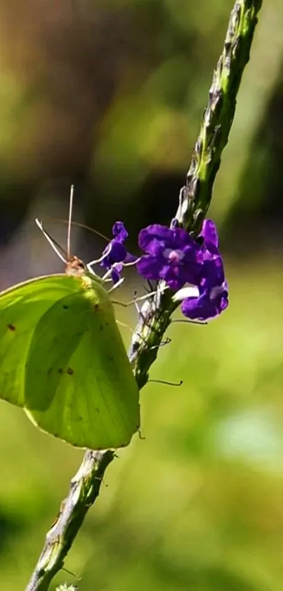 Butterfly resting on a purple flower with a green background.