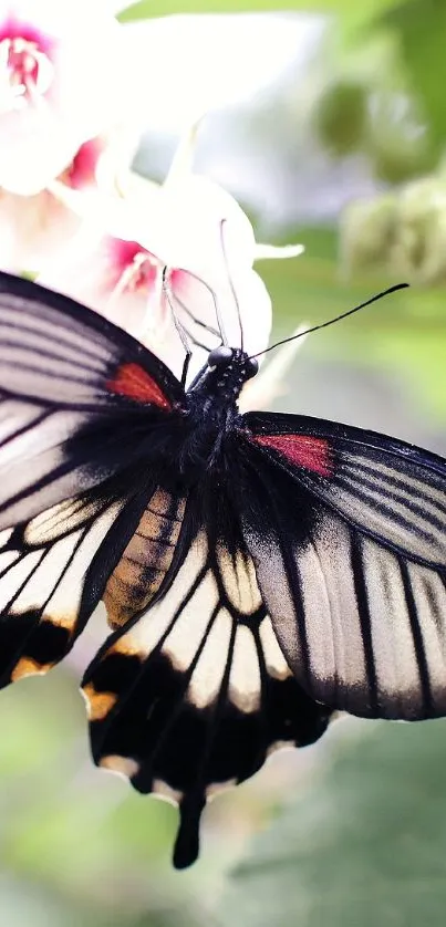 Delicate butterfly on white flowers with green leaves in the background.