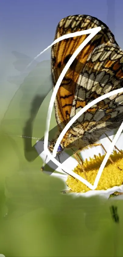 Butterfly perched on daisy in serene green field wallpaper.