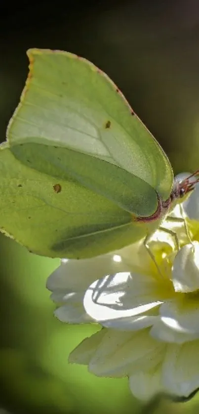 Green butterfly on white flower wallpaper.