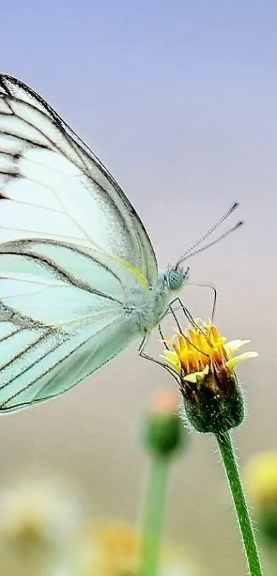 Delicate butterfly perched on yellow flower in soft pastel tones.