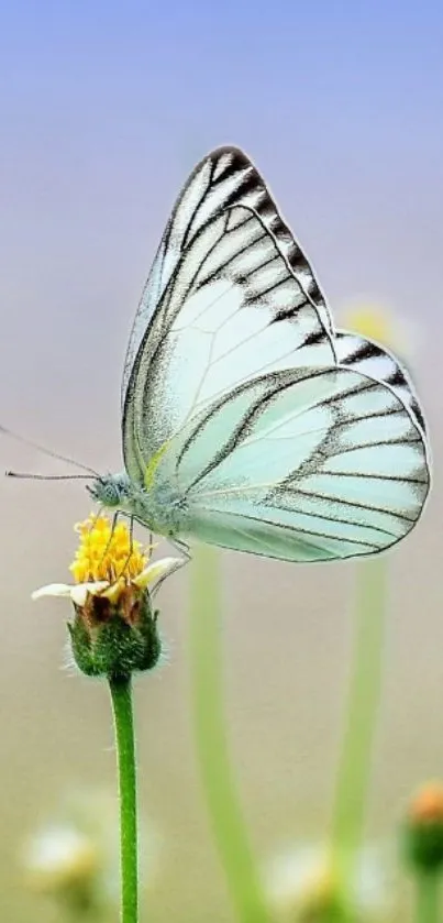 Elegant butterfly perched on flower with soft blue background.