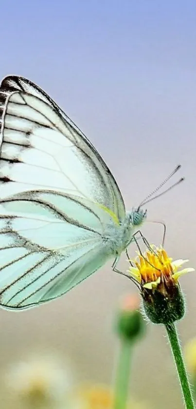 A butterfly on a yellow flower against a sky blue background.