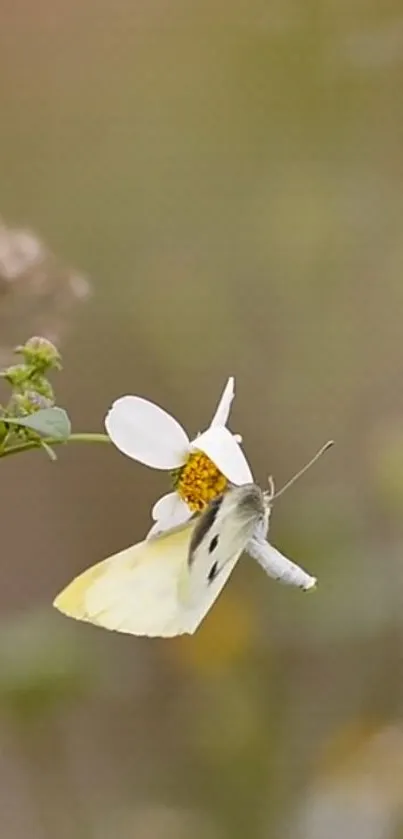 Butterfly resting on a white flower with a soft green background.