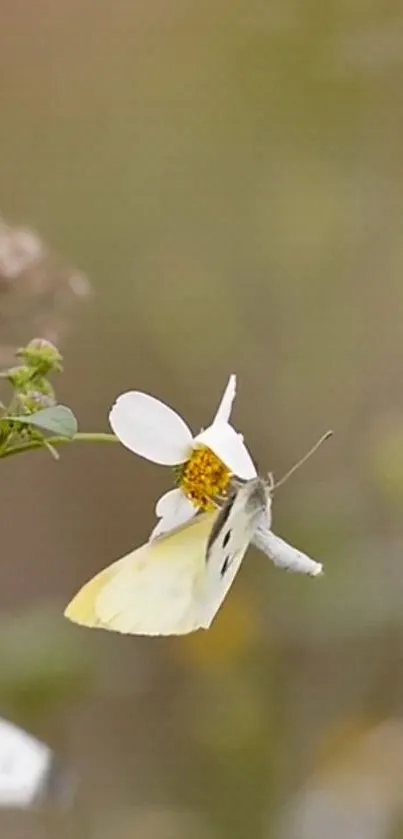 A yellow butterfly perched on a white flower with a blurred background.