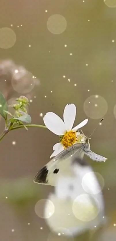 Butterfly resting on a white flower with golden bokeh effect in the background.