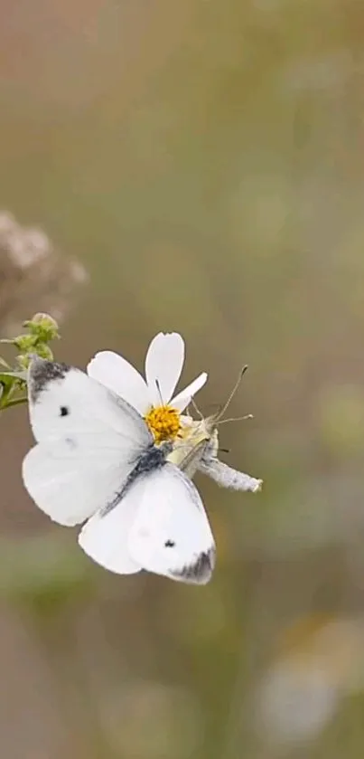 White butterfly perched on a daisy in a serene nature setting.