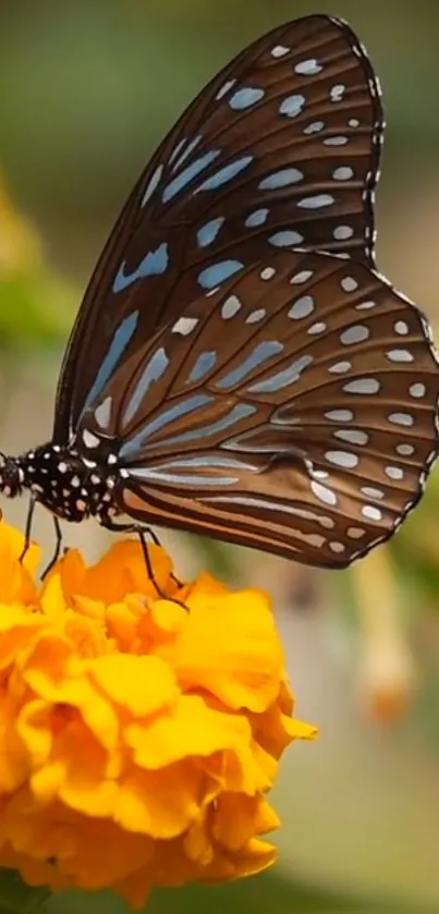 A detailed butterfly resting on a vibrant orange flower.