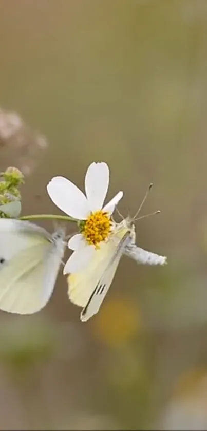 Butterfly resting on a white flower with soft background tones.