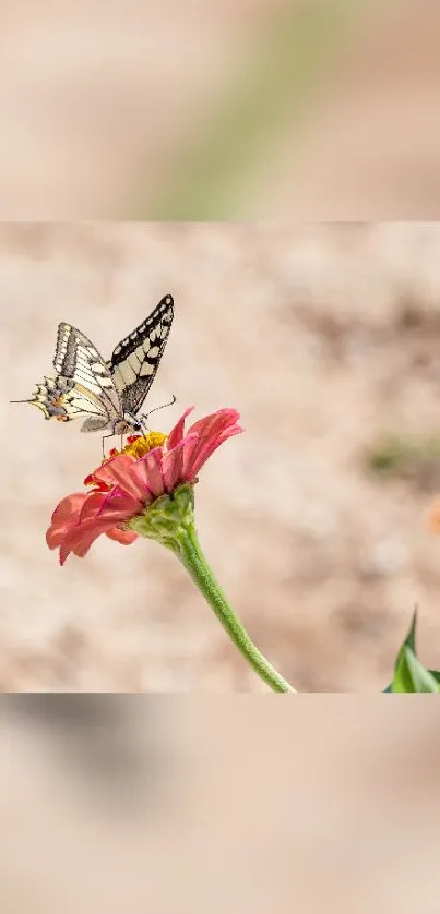 Butterfly sitting on a pink flower in a natural setting.