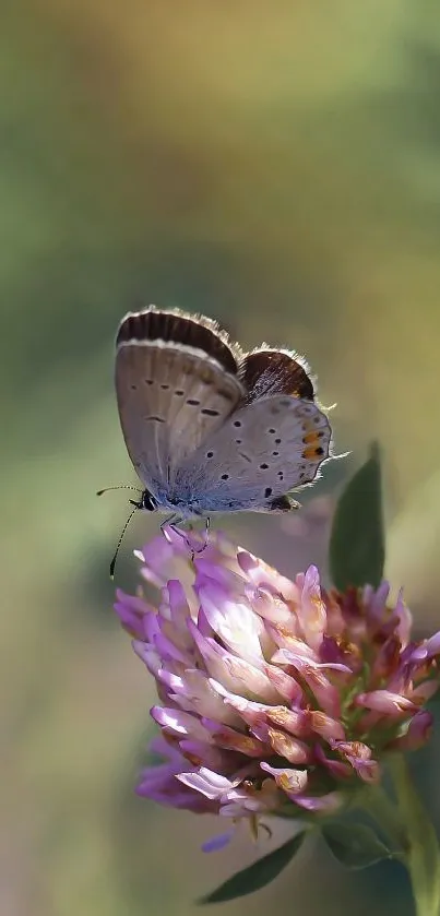 Butterfly rests on a vibrant purple flower against a blurred green background.