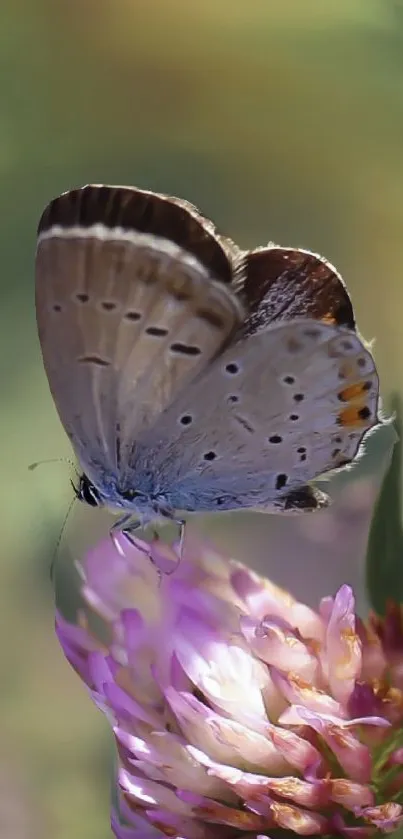 Butterfly perched on a vibrant flower with a soft-focus background.