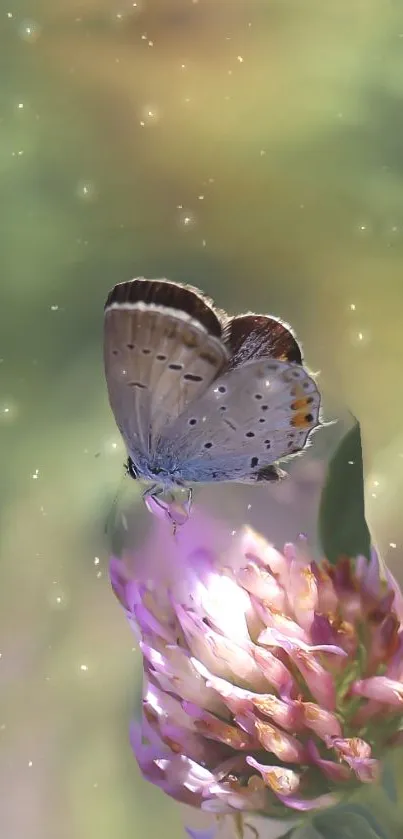 Butterfly resting on a vibrant flower with a soft, colorful background.