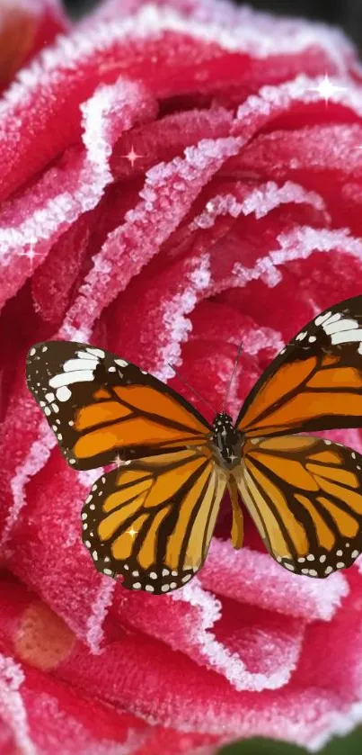 Butterfly on a frost-covered pink rose wallpaper.