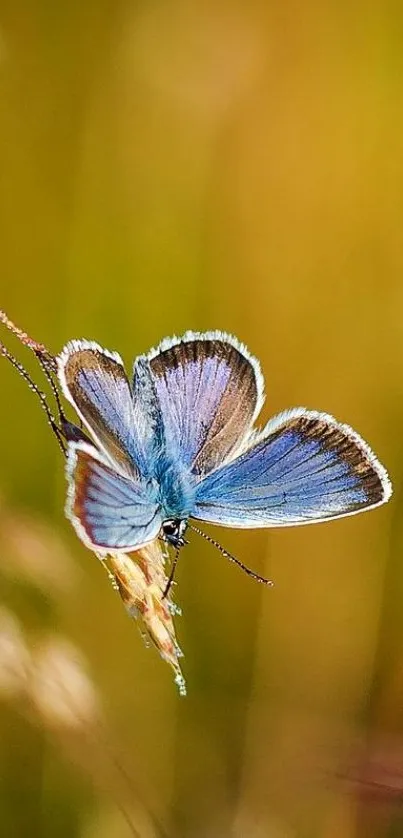 Blue butterfly perched on a golden backdrop.