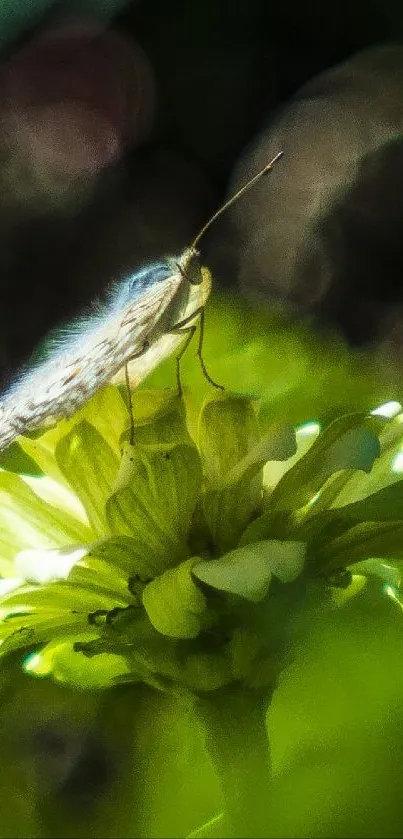 Butterfly resting on vibrant green petals in nature.