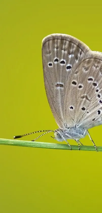 Butterfly on a green background branch for mobile wallpaper.