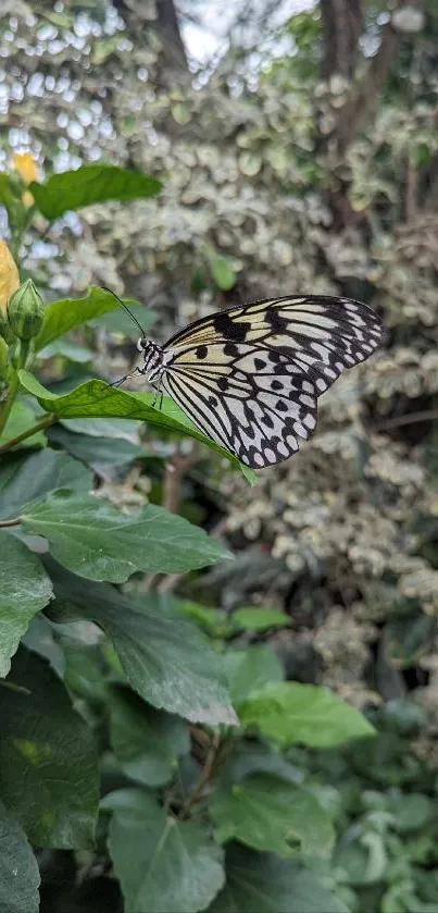 Black and white butterfly resting on green leaves in a lush garden.