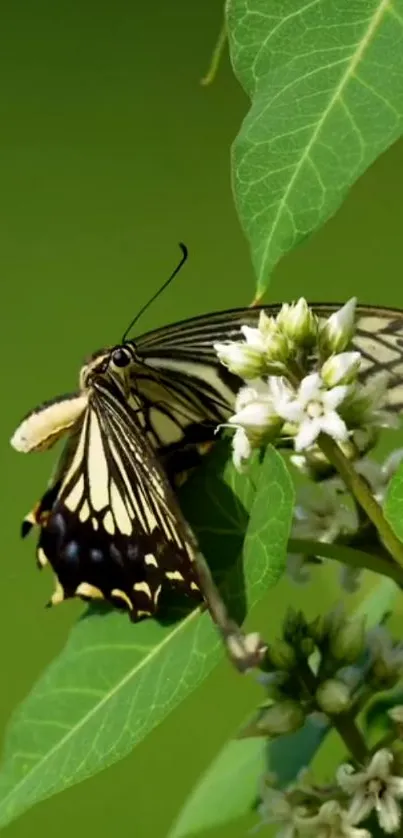 A beautiful butterfly resting on green leaves with delicate white flowers.