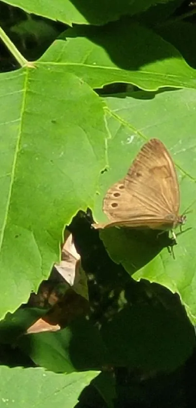 Brown butterfly resting on green leaves in sunlight.