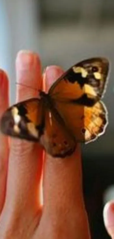 Close-up of butterfly resting on a hand.