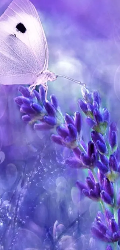 Ethereal butterfly resting on vibrant lavender blooms.