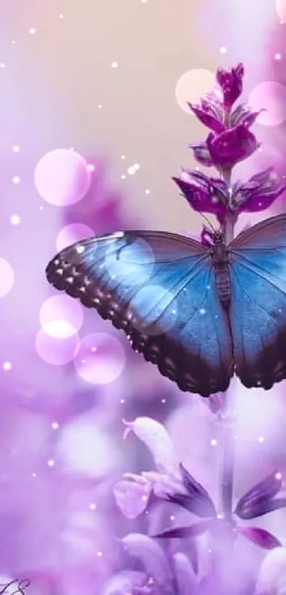 Blue butterfly on lavender flowers in a soft-focus scene.