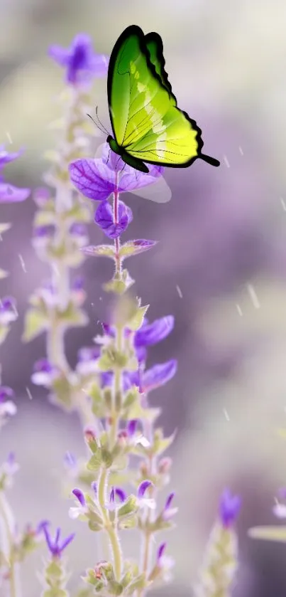 Green butterfly on lavender flowers in nature wallpaper.