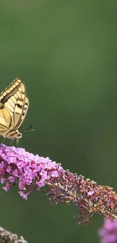 Butterfly perches on vibrant lavender flowers against a soft green background.