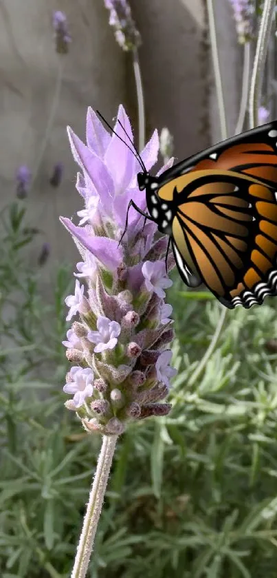 Butterfly resting on a lavender flower amidst greenery.