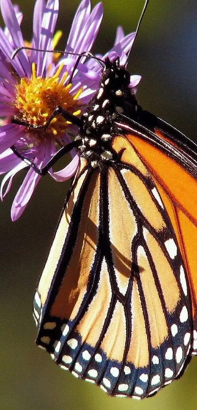 Vibrant monarch butterfly on a purple flower.