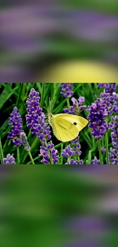 Yellow butterfly resting on purple lavender flowers in a lush green setting.