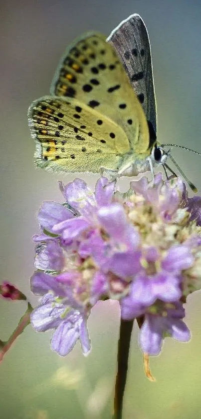 Butterfly perched on a lavender flower in a serene setting.