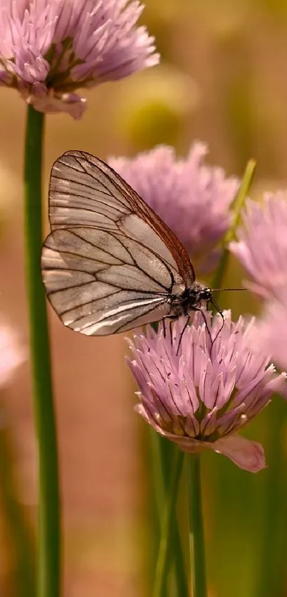 Butterfly perched on lavender flowers with a soft focus background.