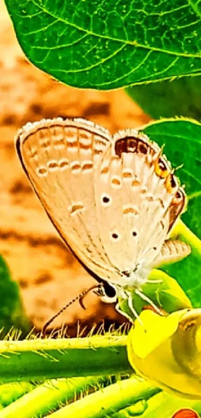 Butterfly resting on a lush green leaf.