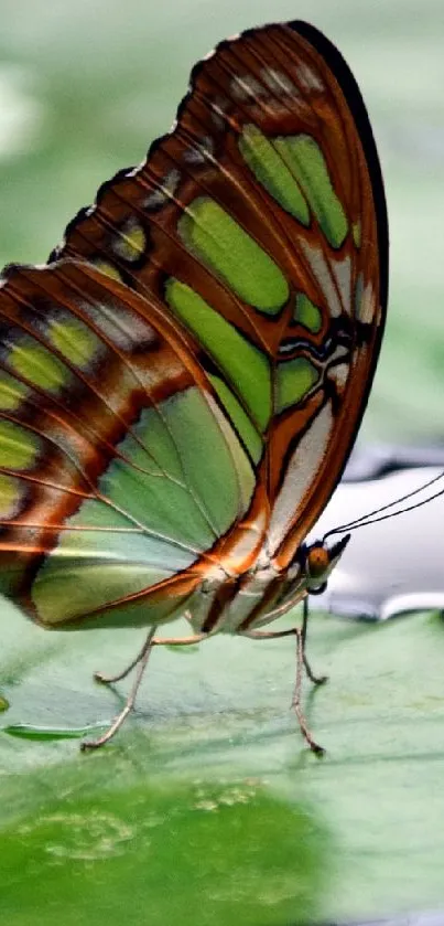 Butterfly resting on a green leaf, featuring detailed wings.