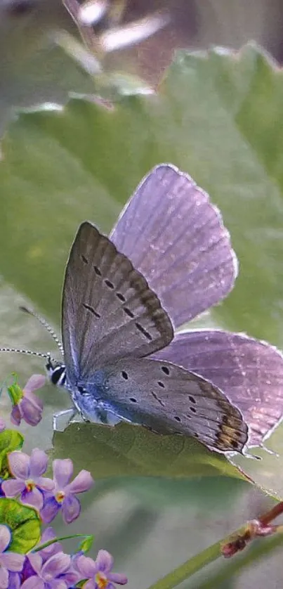 Mobile wallpaper featuring a butterfly on a green leaf with purple flowers.