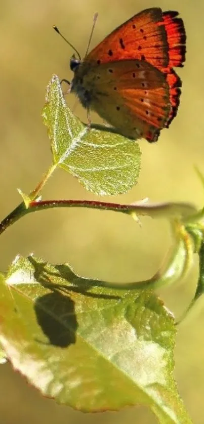 Orange butterfly resting on a green leaf in natural sunlight.