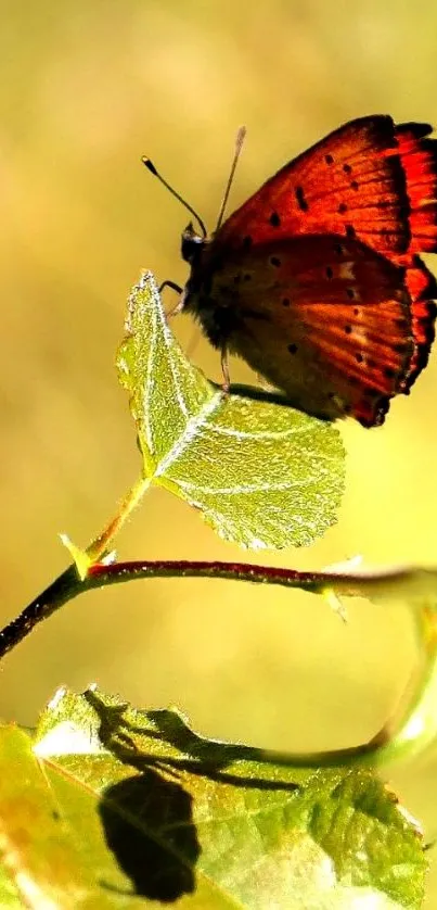 Orange butterfly perched on a green leaf with sunlight.