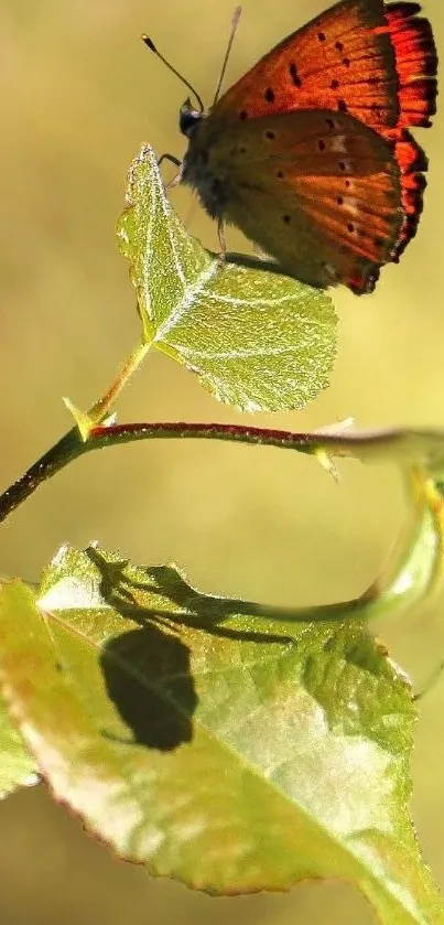 Colorful butterfly resting on a green leaf.