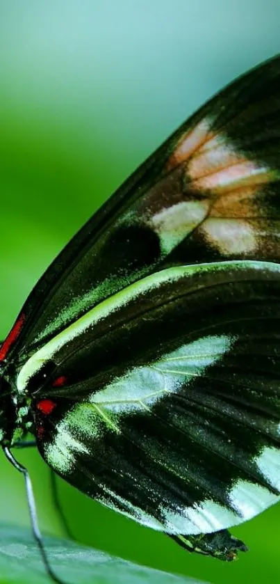 Vibrant butterfly perched on green leaf, close-up view.