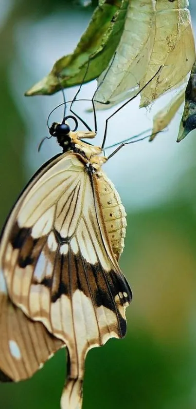 A butterfly gracefully perched on a leaf with a blurred green background.