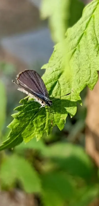 Butterfly resting on a green leaf in daylight.