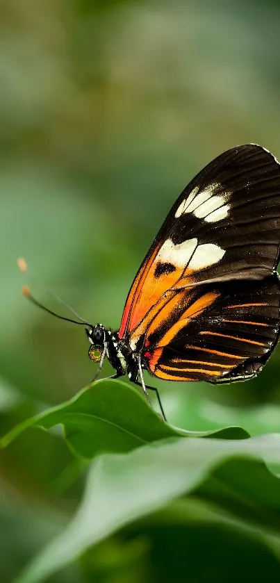 Colorful butterfly perched on a green leaf.