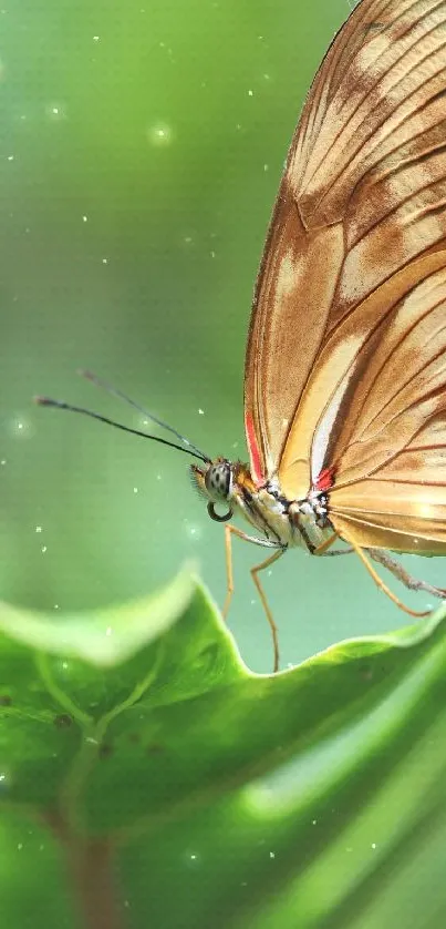 Butterfly resting on a vibrant green leaf background.