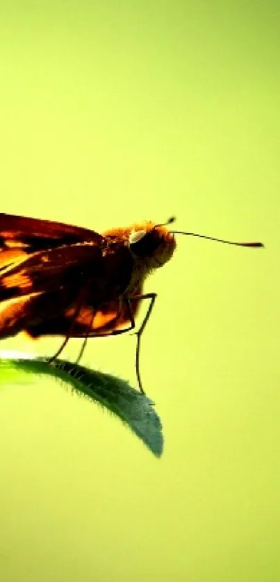 Butterfly perched on a green leaf in natural light.