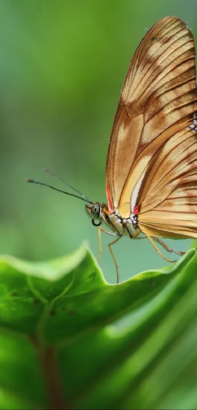 A beautiful butterfly perched on a green leaf in nature.